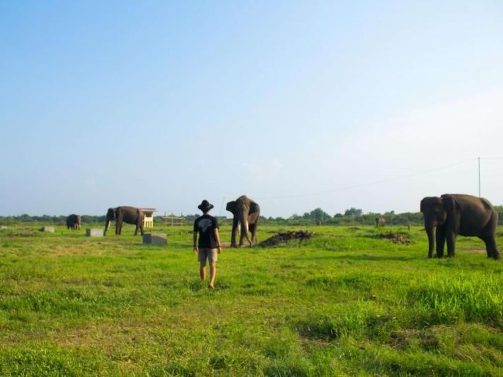 Taman Nasional Way Kambas Lampung, Pusat Pelatihan Gajah Tertua di Indonesia